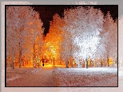 Park, Zimą, Białe, Drzewa