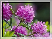 Rododendron, Narodowy Rezerwat Przyrody, Szkocja