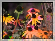 Rudbekia, Kolory