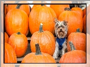 Yorkshire Terrier, Kokardka, Dynie