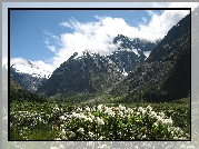 Góry, Kwiatki, Park Narodowy Fiordland, Nowa Zelandia