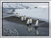 Zima, Pingwiny, Góry Lodowe