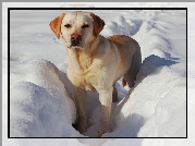 Pies, Labrador