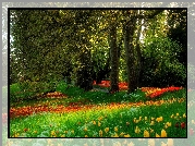 Park, Drzewa, Tulipany