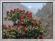 Rhododendron, Góry