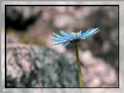 Niebieski, Aster