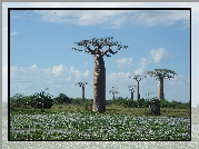 Baobab, Łąka