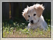 Biały, Szczeniaczek, Trawa, Golden Retriever