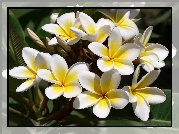 Kwiaty, Biało, Żółta, Plumeria