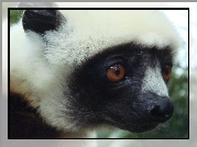 Lemur, Sifaka, Głowa