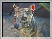 Fossa