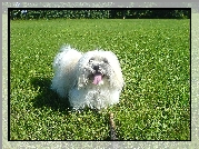 Piesek, Coton de Tulear, Łąka