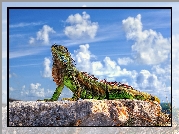 Iguana, Skała, Chmury