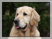 Pies, Golden, Retriever