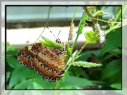 Motyl, Roślinka