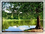 Park, Jezioro, Drzewa