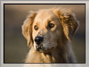 Pies, Mordka, Golden Retriever