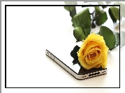 Żółta, Róża, Telefon