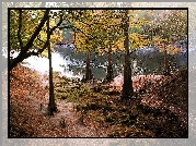 Rzeka, Drzewa, Jesień