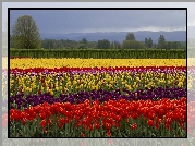 Kolorowe, Tulipany, Drzewa