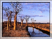 Rzeka, Drzewa, Baobab