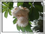 Kwiat, Baobabu, Adansonia Digitata