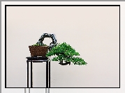 Stolik, Drzewko, Bonsai