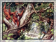 Małpy, Orangutany, Dżungla, Liany