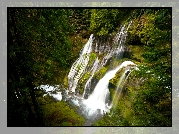 Wodospad Panther Creek Falls, Stan Waszyngton, Stany Zjednoczone Las, Drzewa