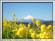 Kwiatki, Góra, Fuji, Japonia