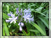 Niebieski, Kwiat, Agapantu