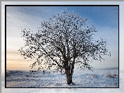 Drzewo, Śnieg, Zima