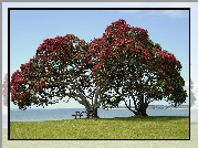 Łąka, Ławeczka, Kwitnące, Drzewo, Pohutukawa