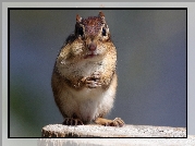 Chipmunk, Pniak