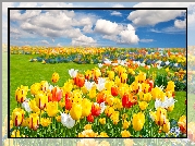 Kolorowe, Tulipany, Chmury