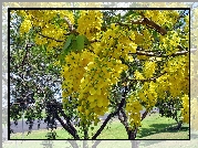 Drzewo, Żółta, Wisteria
