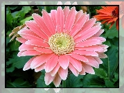 Różowa, Gerbera