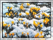 Żółte, Krokusy, Śnieg