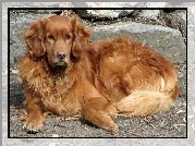 Piesek, Golden Retriever, Kamienia