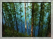 Las, Jezioro