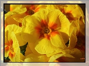 Kwiaty, Prymula