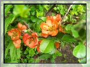 Pigwa