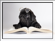 Pies, Książka, Okulary