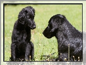 Dwa, Czarne, Psy, Flat coated retriever