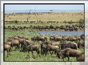 Antylopy, Gnu, Trawa, Woda, Migracja, Serengeti