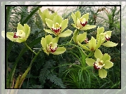 Storczyk, Cymbidium