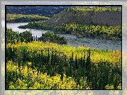 Rzeka, Lasy, Yukon, Kanada