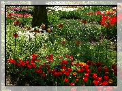 Ogród, Botaniczny, Gatunki, Kwiatów