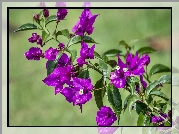 Fioletowa, Bugenwilla
