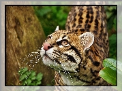 Ocelot